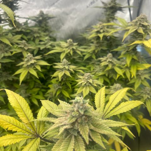 LW4 growlog timeline photo