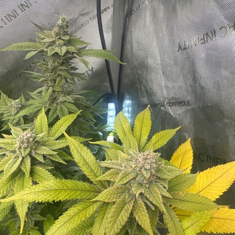 LW4 growlog timeline photo