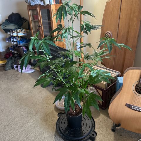 DAE growlog timeline photo