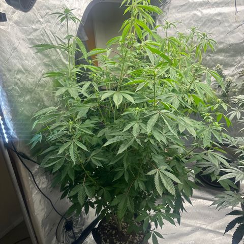 TJ3 growlog timeline photo