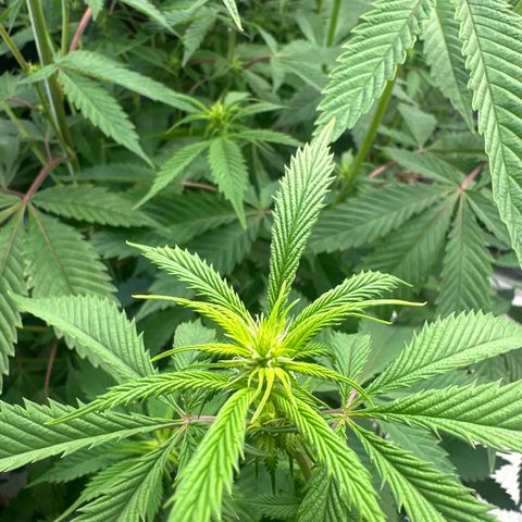 TJ3 growlog timeline photo