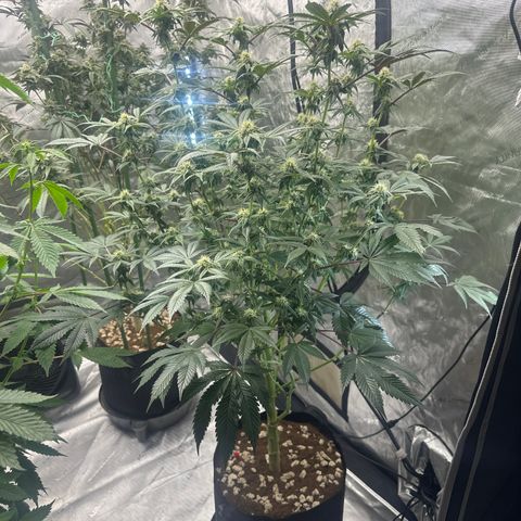 MM growlog timeline photo