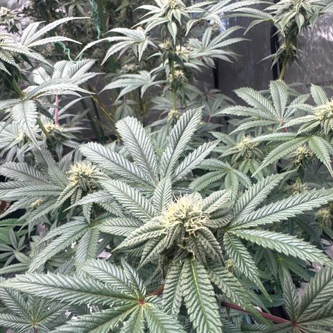 MM growlog timeline photo