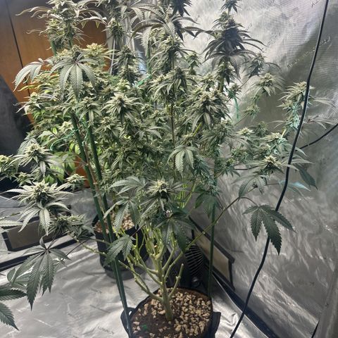 L13 growlog timeline photo