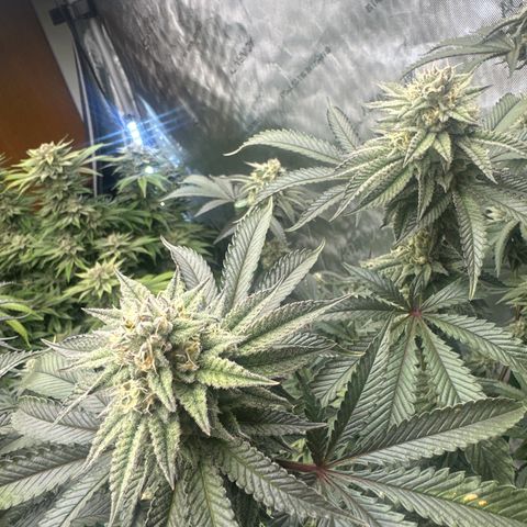 L13 growlog timeline photo