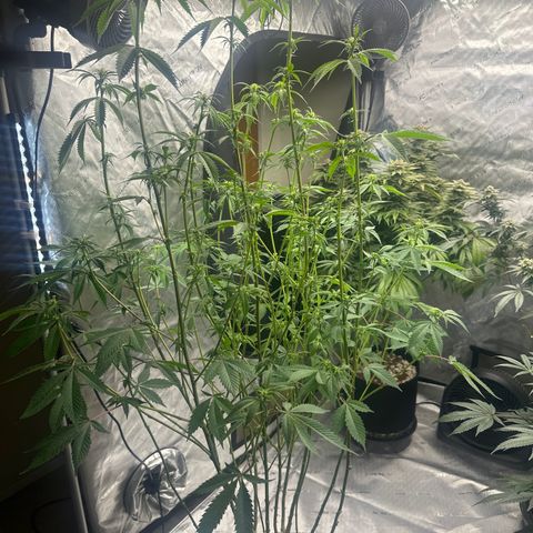 TJ3 growlog timeline photo