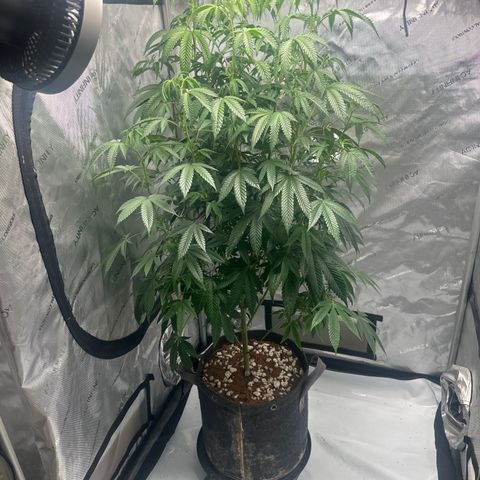 MC growlog timeline photo