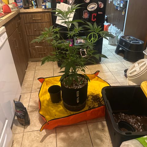 DAE growlog timeline photo