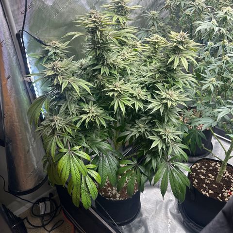 UM growlog timeline photo