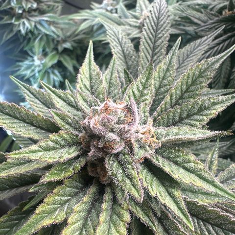 UM growlog timeline photo