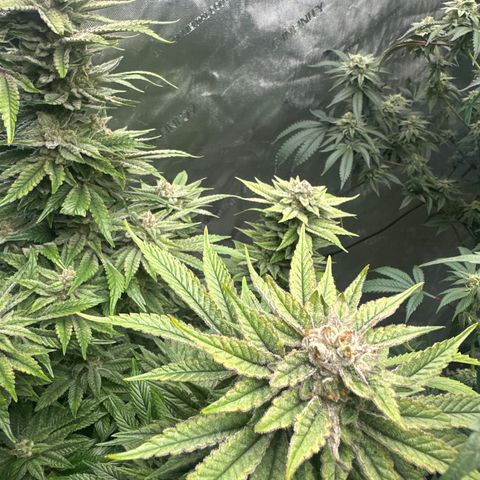 UM growlog timeline photo