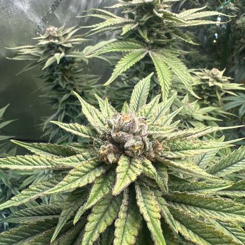 UM growlog timeline photo