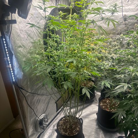 TJ3 growlog timeline photo