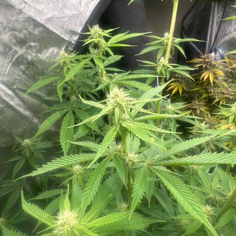 TJ3 growlog timeline photo