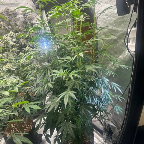 MC growlog timeline photo