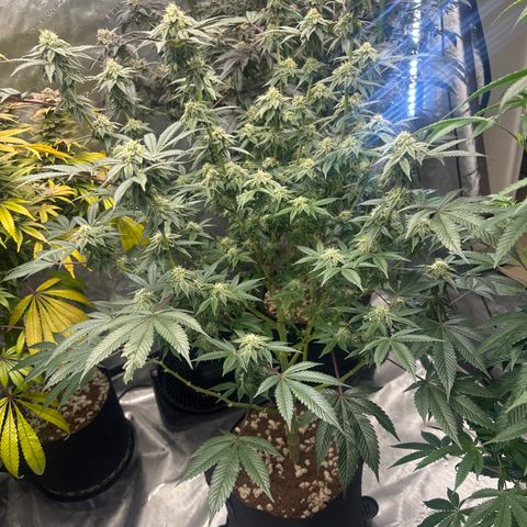 MM growlog timeline photo