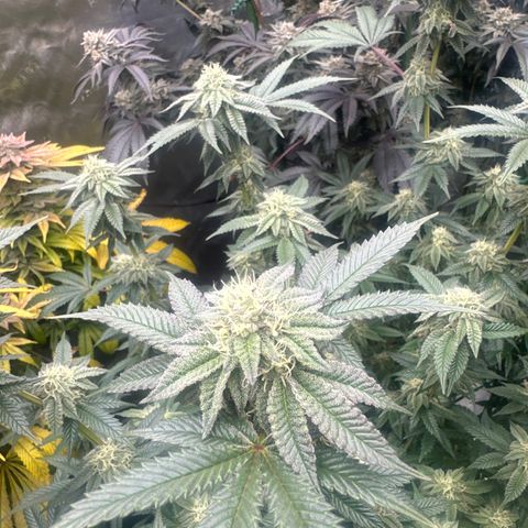 MM growlog timeline photo