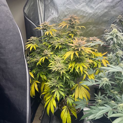 UM growlog timeline photo