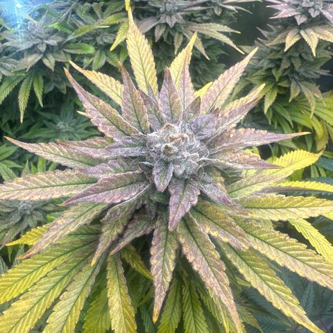 UM growlog timeline photo
