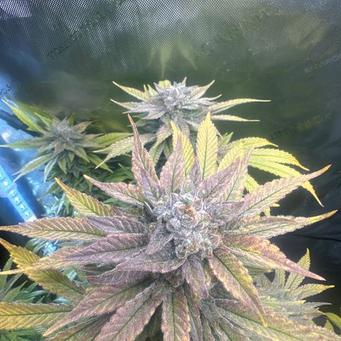 UM growlog timeline photo