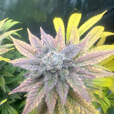 UM growlog timeline photo