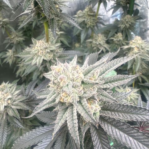 L13 growlog timeline photo