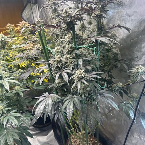L13 growlog timeline photo
