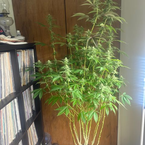 TJ3 growlog timeline photo