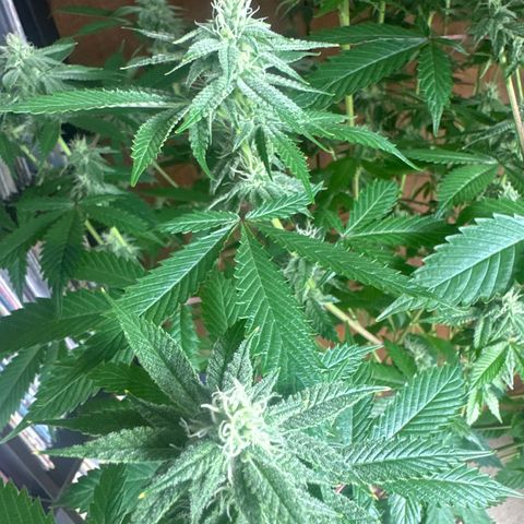 TJ3 growlog timeline photo