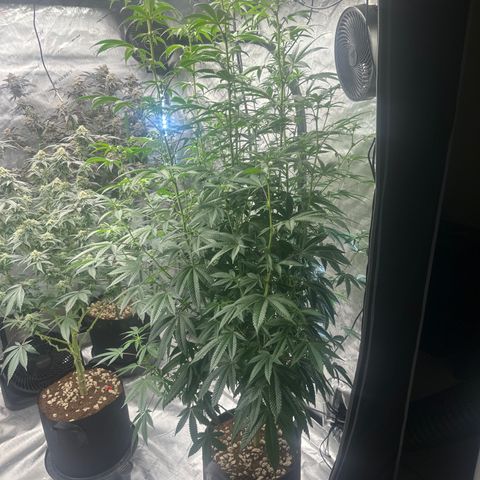 MC growlog timeline photo