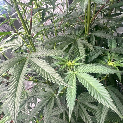 MC growlog timeline photo