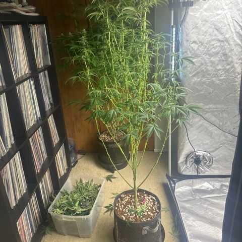 MC growlog timeline photo