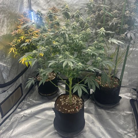 MM growlog timeline photo