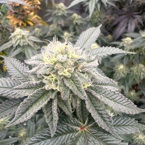 MM growlog timeline photo