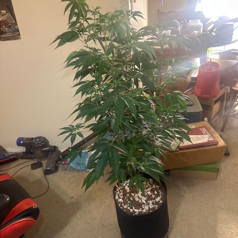 DAE growlog timeline photo