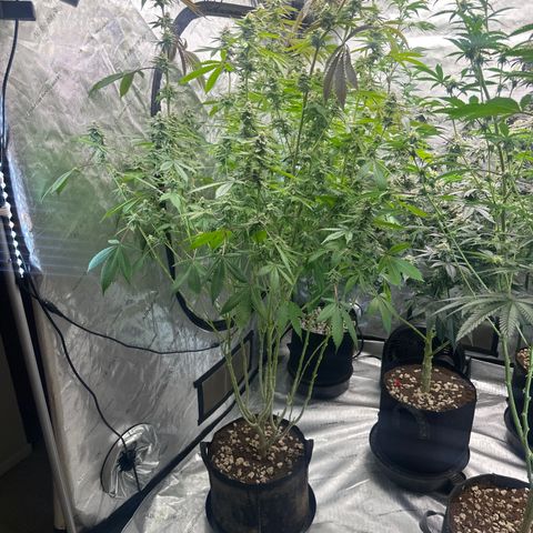 TJ3 growlog timeline photo