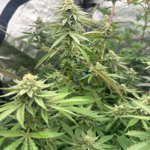 TJ3 growlog timeline photo