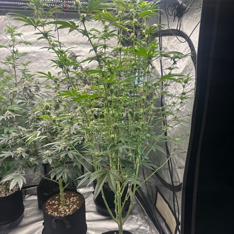MC growlog timeline photo
