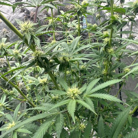 MC growlog timeline photo