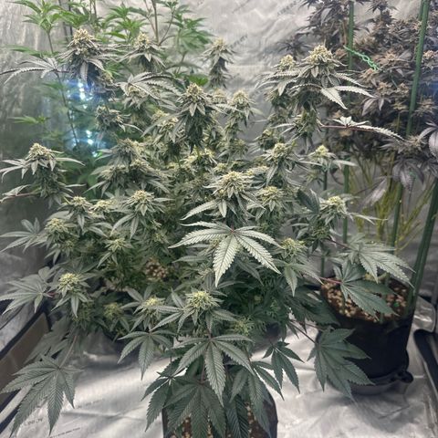 MM growlog timeline photo