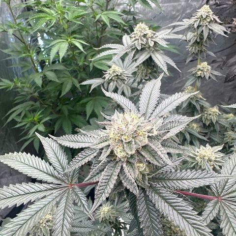 MM growlog timeline photo