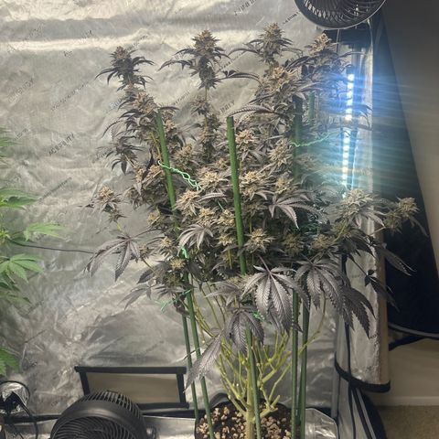 L13 growlog timeline photo