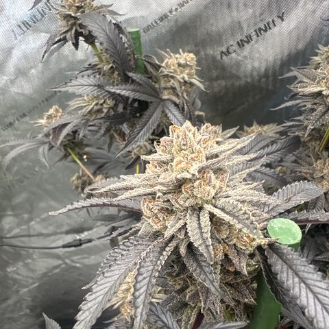 L13 growlog timeline photo