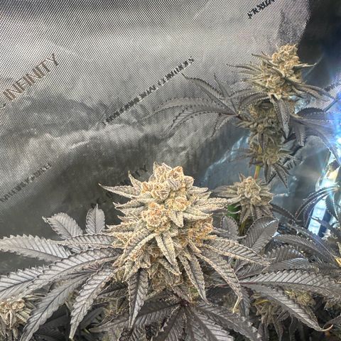 L13 growlog timeline photo
