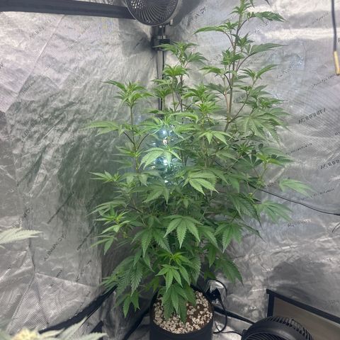 DAE growlog timeline photo