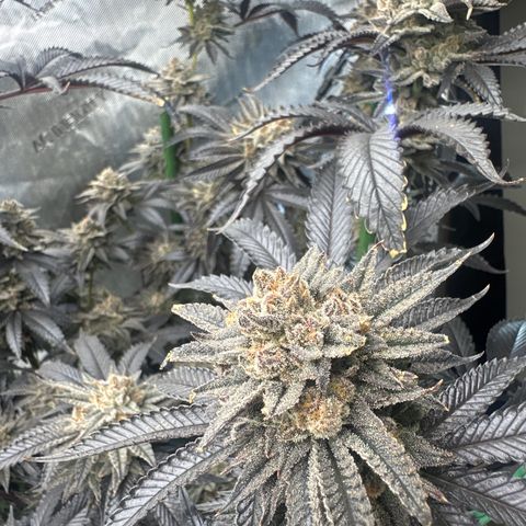 L13 growlog timeline photo