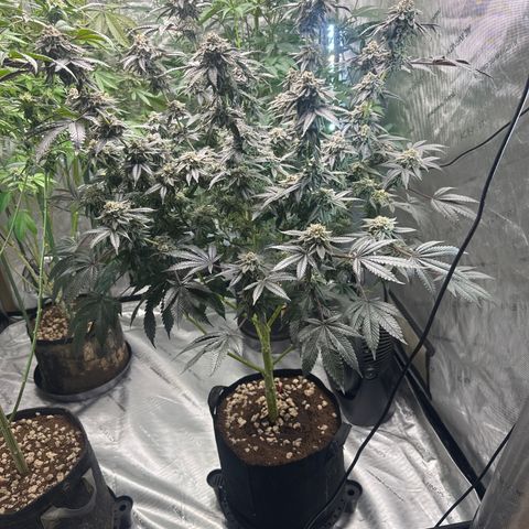 MM growlog timeline photo