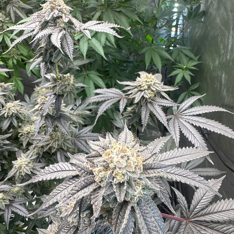 MM growlog timeline photo