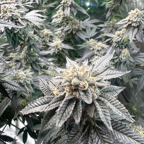 MM growlog timeline photo