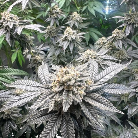 MM growlog timeline photo
